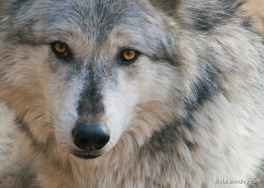 You've come to see the wolves in Yellowstone, but where to stay?