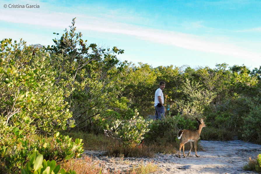 Watch deer on the lodge walking trail