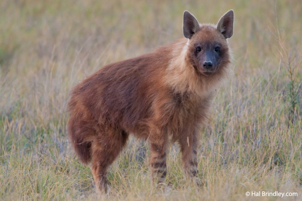 A Brown Hyena in the Makgadikgadi Pans of Botswana