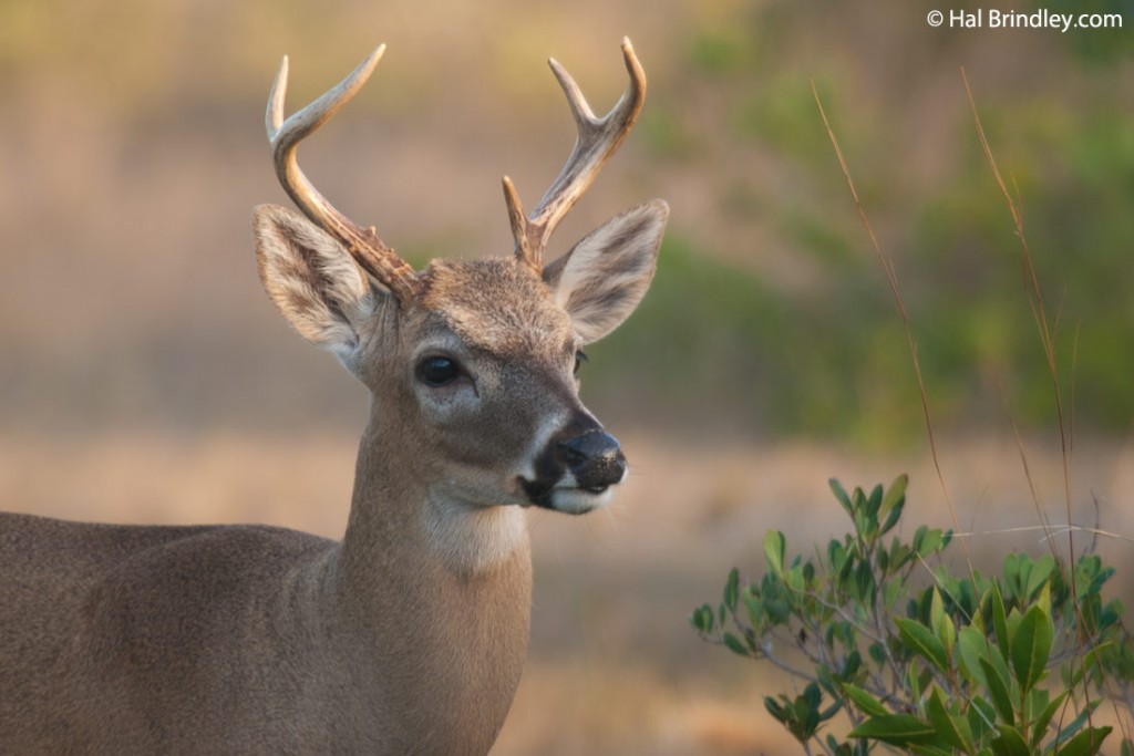 Key deer buck with grown antlers