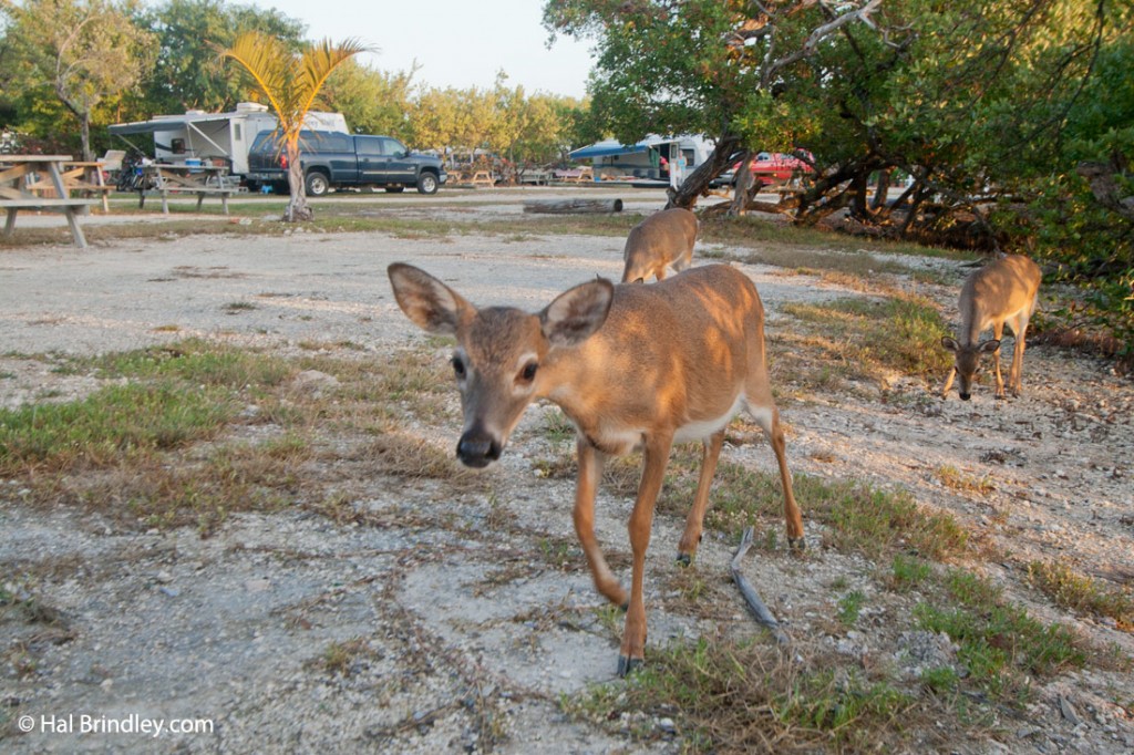 Key deer walking around the campsite