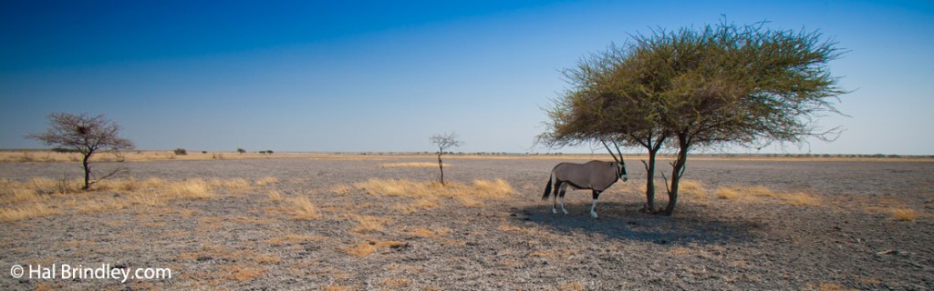 A gemsbok sheltering from the sun at Deception Pan