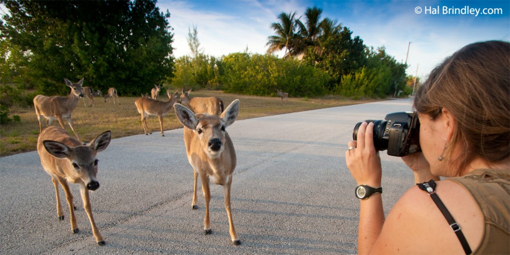 Key deer are the smallest of the deer