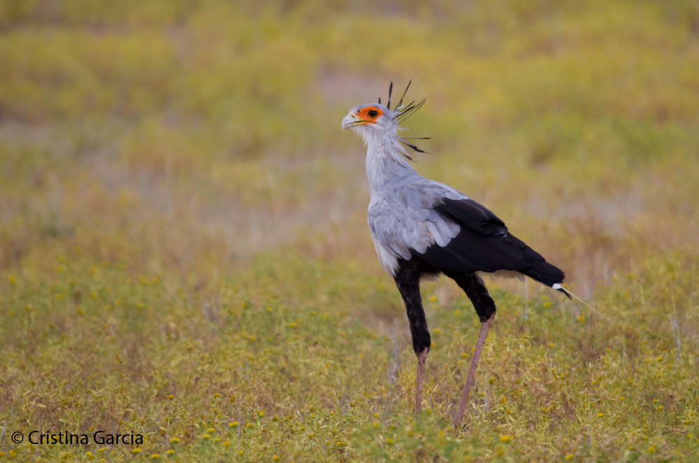 Secretary bird in the Kgalagadi Transfontier Park, South Africa