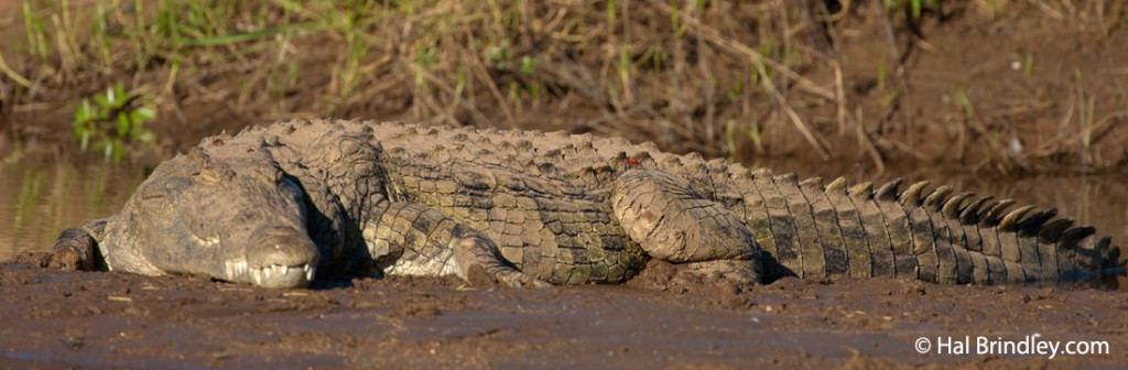 The Nile crocodile is a common sight along the Okavango Delta