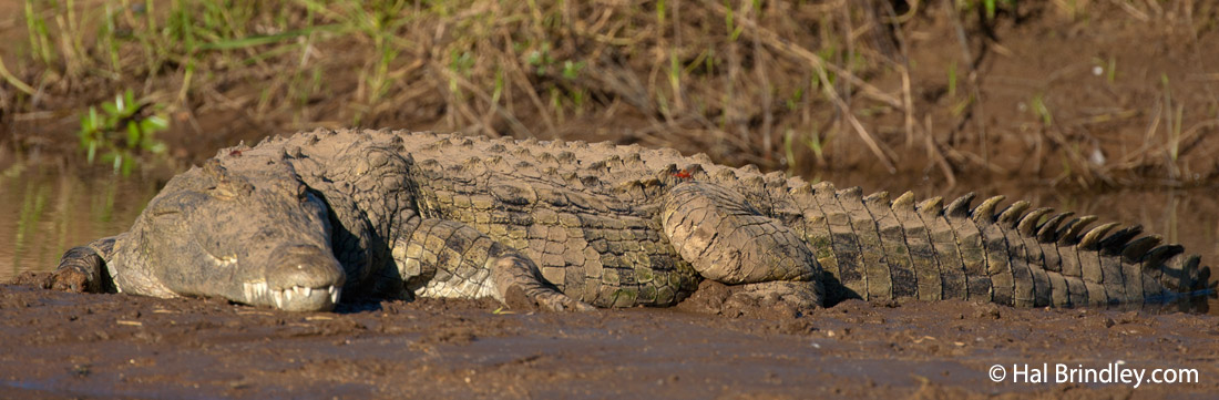 The Nile crocodile is a common sight along the Okavango Delta