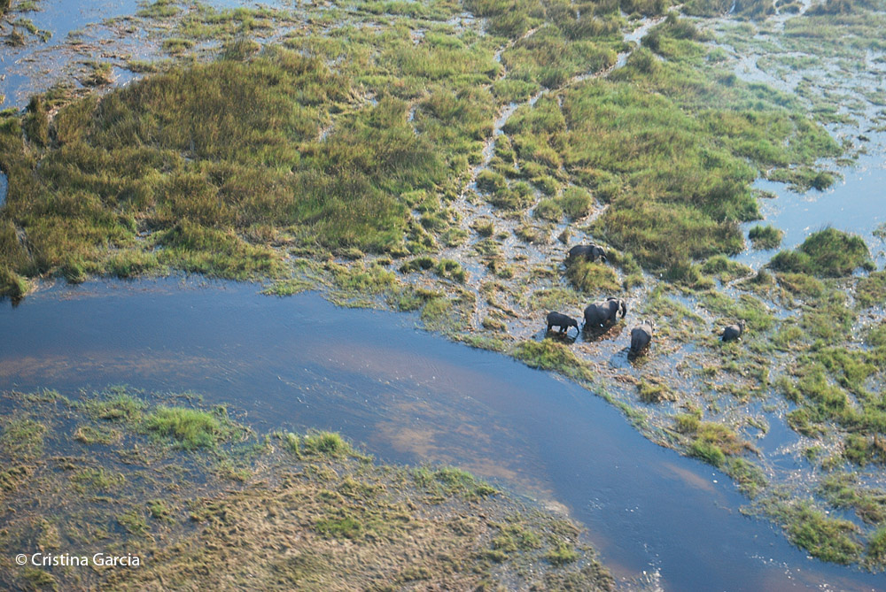 An elephant family grazing in the Okavango delta, scenic flight