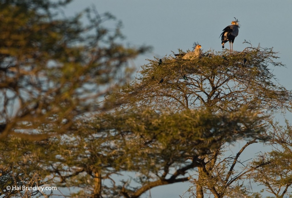 Two secretary birds roosting on a tree 