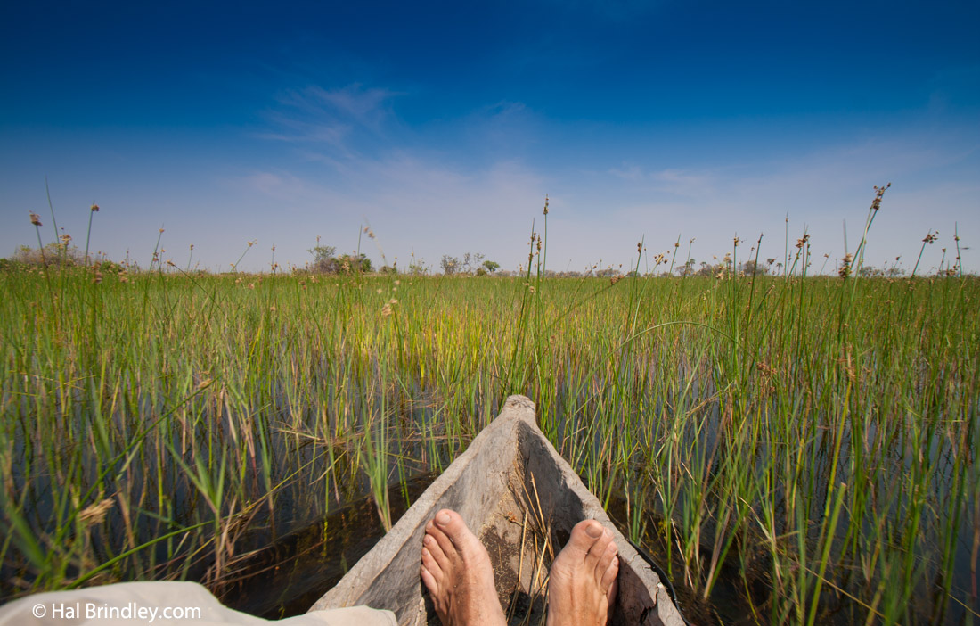 Take a mokoro trip on an Okavango Delta safari