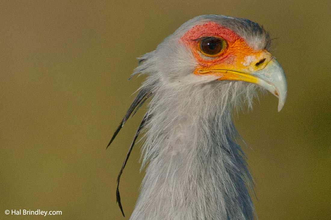 Secretary bird portrait