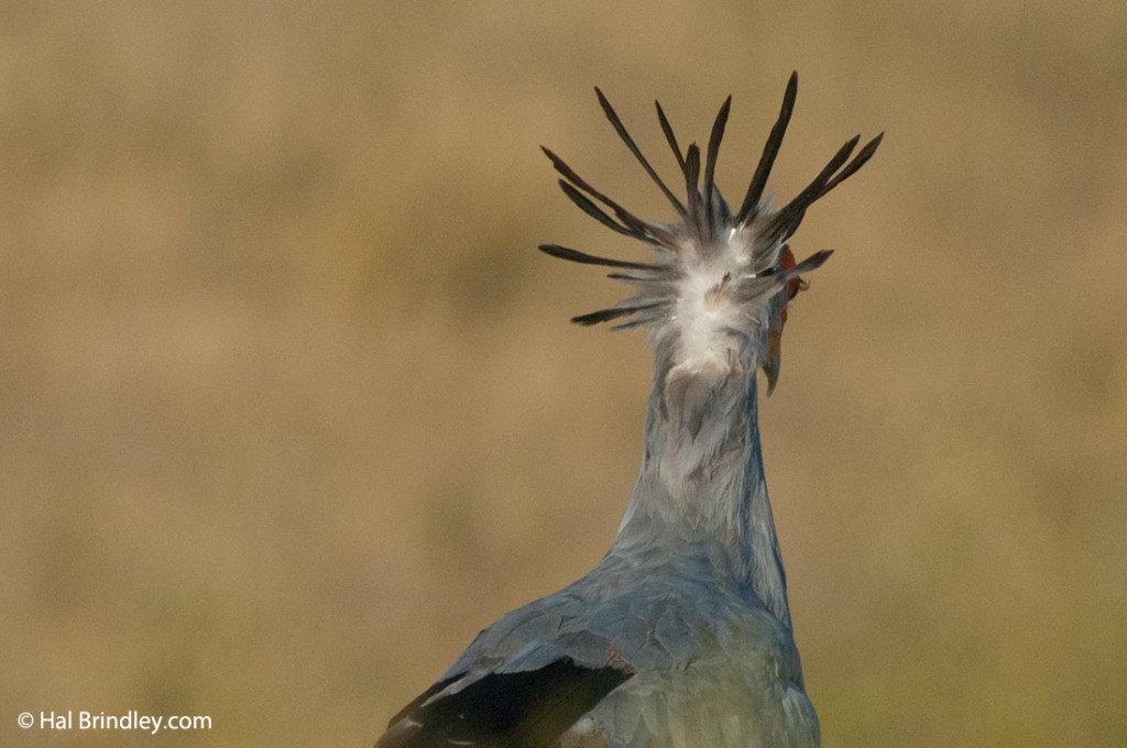 Black feathers resemble quill pens tucked into a secretary's hair