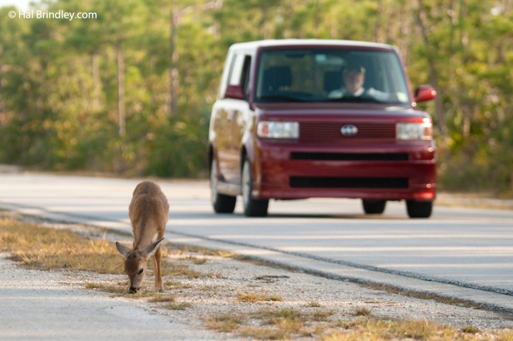 Do not speed up in Key deer habitat