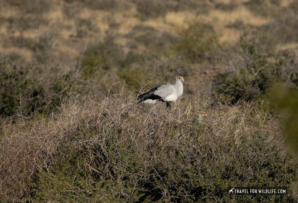 secretary birds sitting on nest