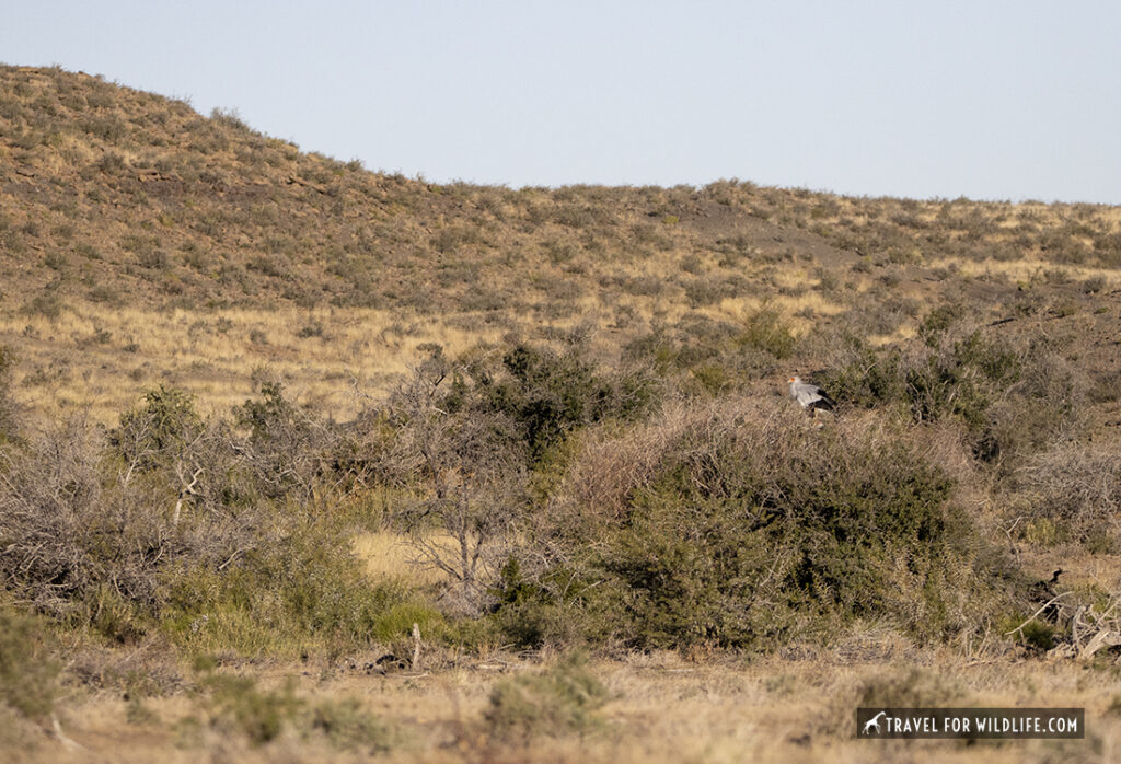 Secretary bird nest