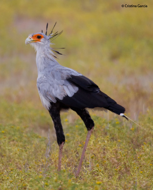 Secretary bird foraging in the Kalahari