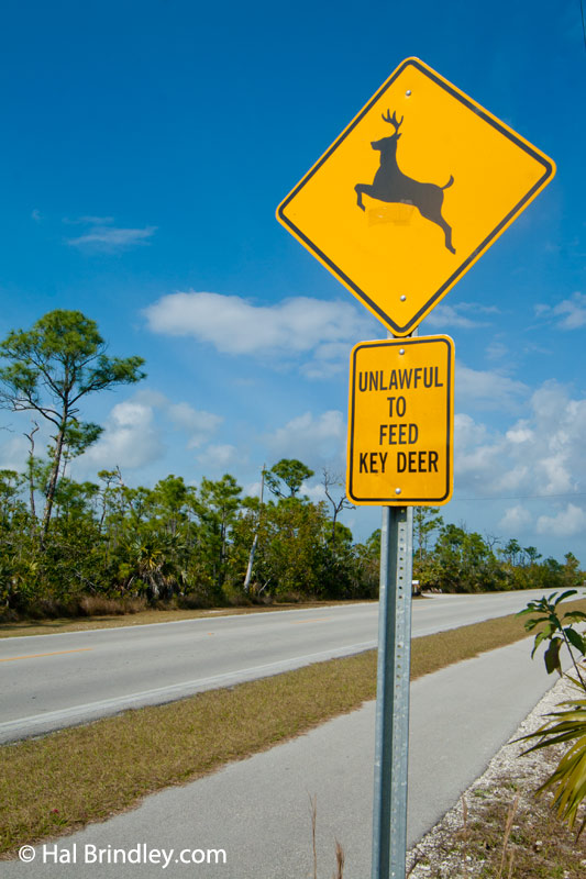 Key deer road sign
