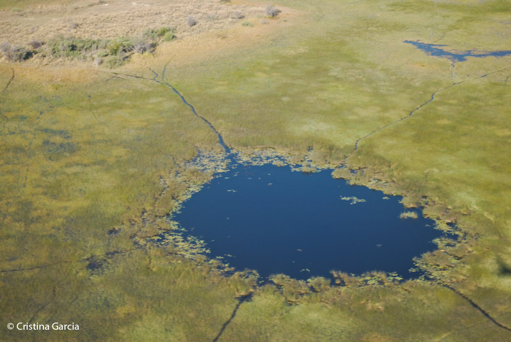 Elephant trails are very visible from the air