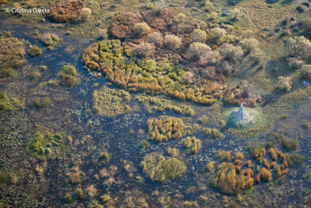 A termite mount surrounded by the flooding waters