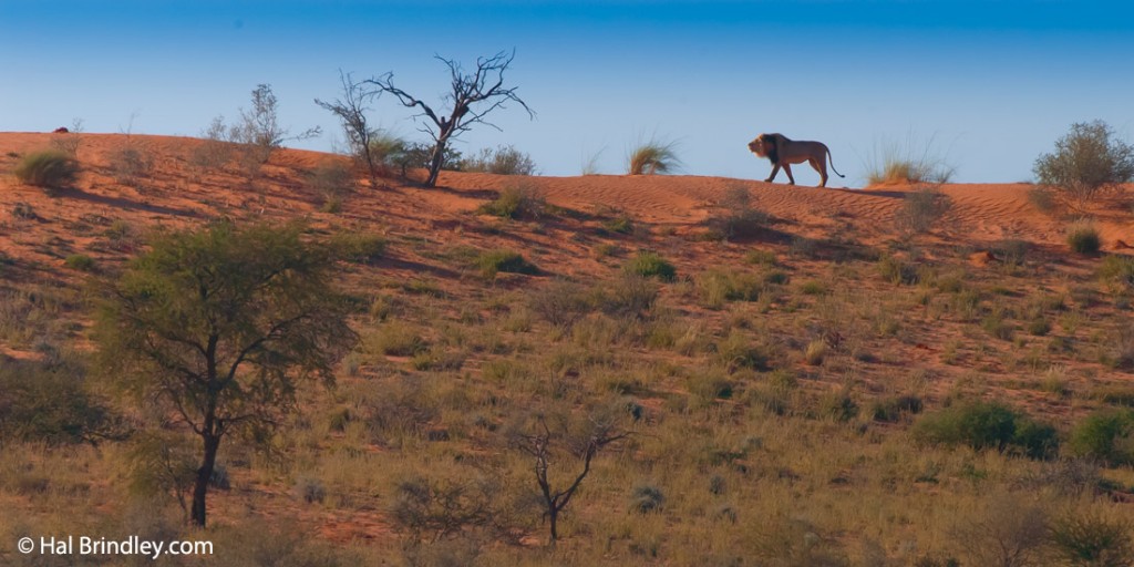 Black-maned lion walking on a Kgalagadi dune