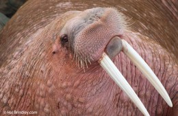 Walruses vocalize both above and below water