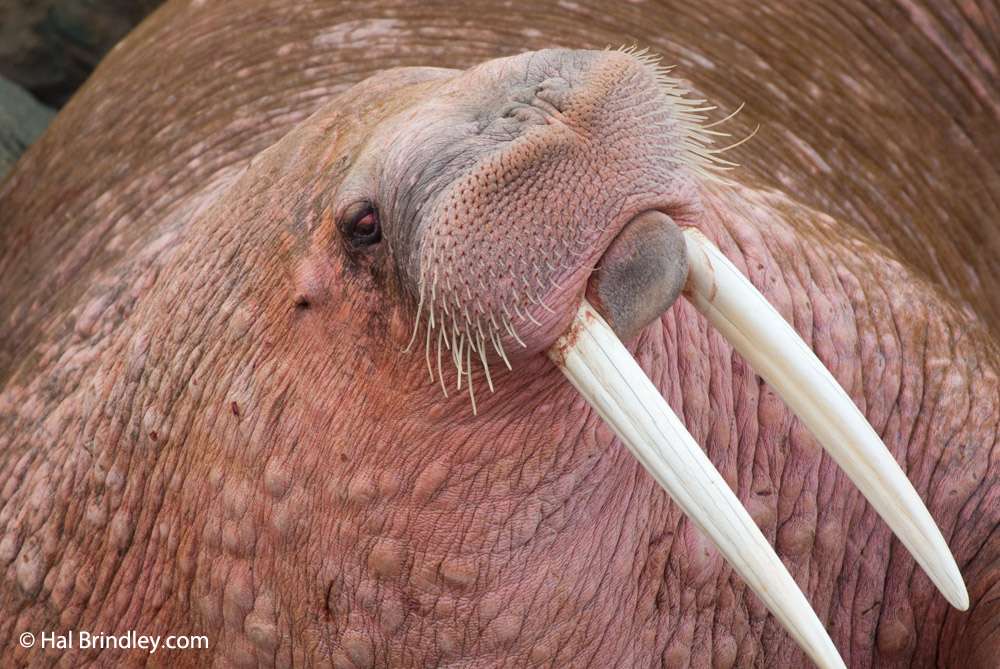 Walrus facts