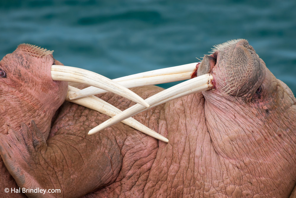 Male walruses fighting