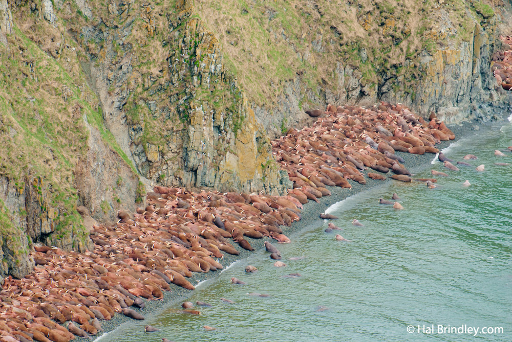 Walruses on Round Island, Alaska