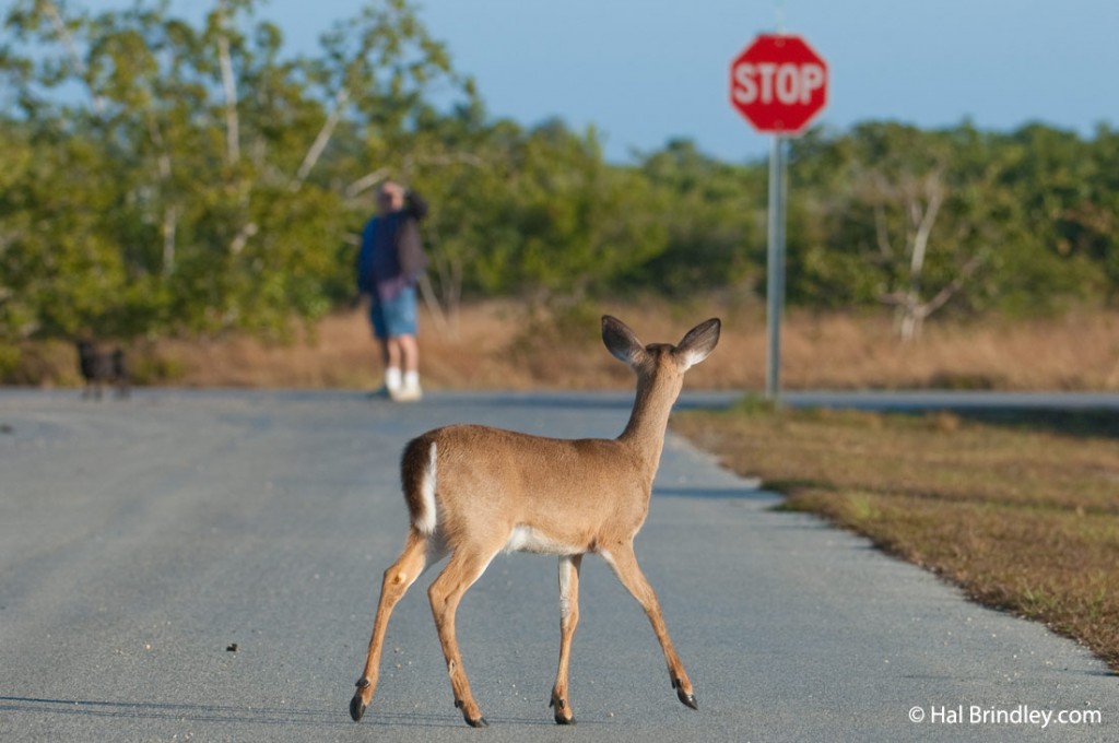 Key deer on a road