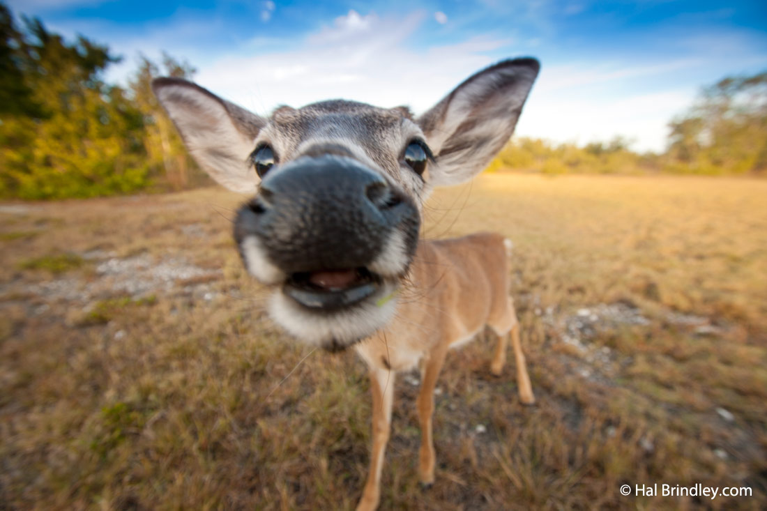 Where to see Key Deer