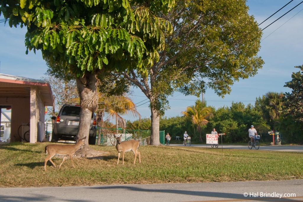 Key deer pair on a suburban yard