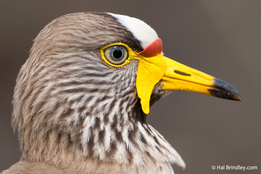 African wattled lapwing