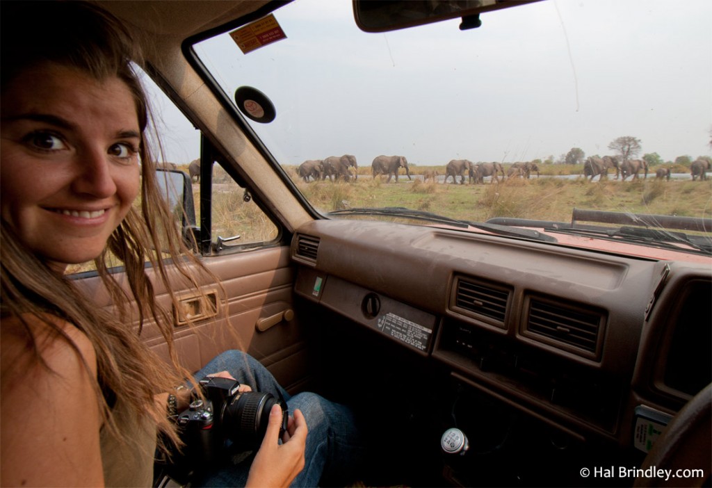 We saw our largest herd of elephants at Bwabwata