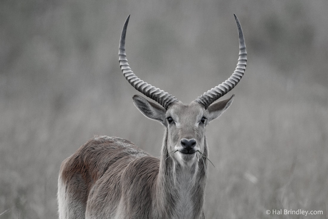 Bwabwata is a great place to see red lechwe