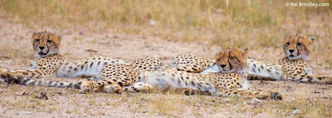 Cheetahs, lions and leopards are a fairly common sight around Twee Rivieren