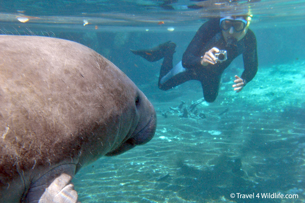Hal snorkeling with manatees