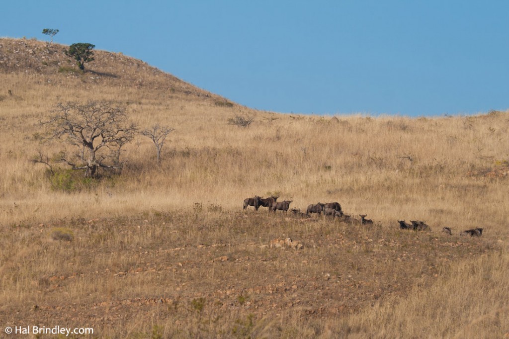 The high plains of Ithala attracts a wide range of grazers, like wildebeest