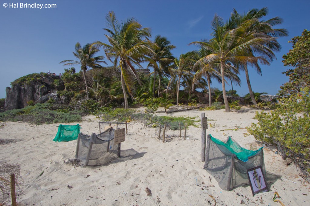 Protected sea turtle nests at Tulum