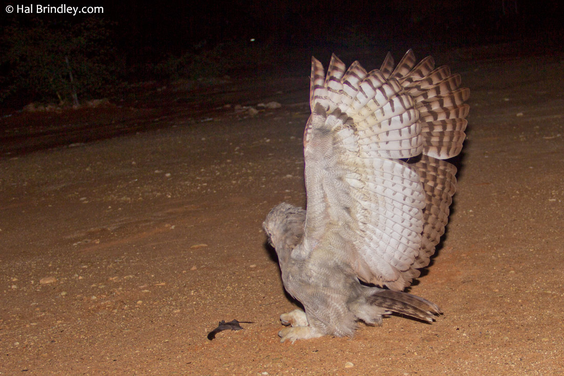 A Verreaux's Eagle owl hunting bats by our chalet in Twe Rivieren restcamp