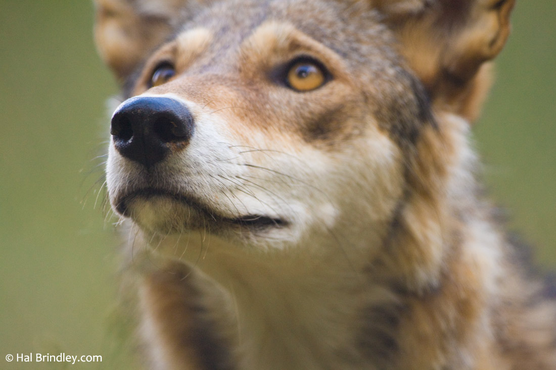The WNC Nature Center is the home of seven endangered red wolves