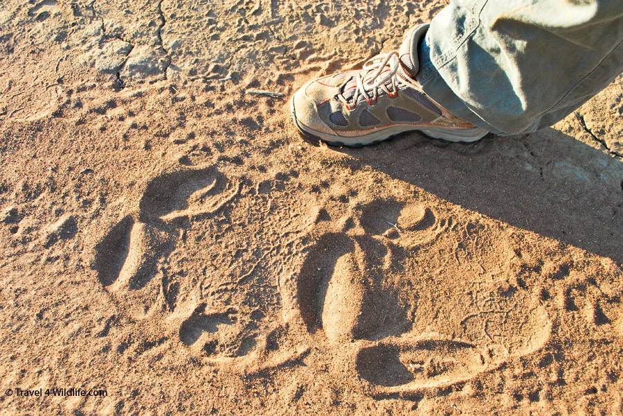 Go rhino tracking at Mokolodi