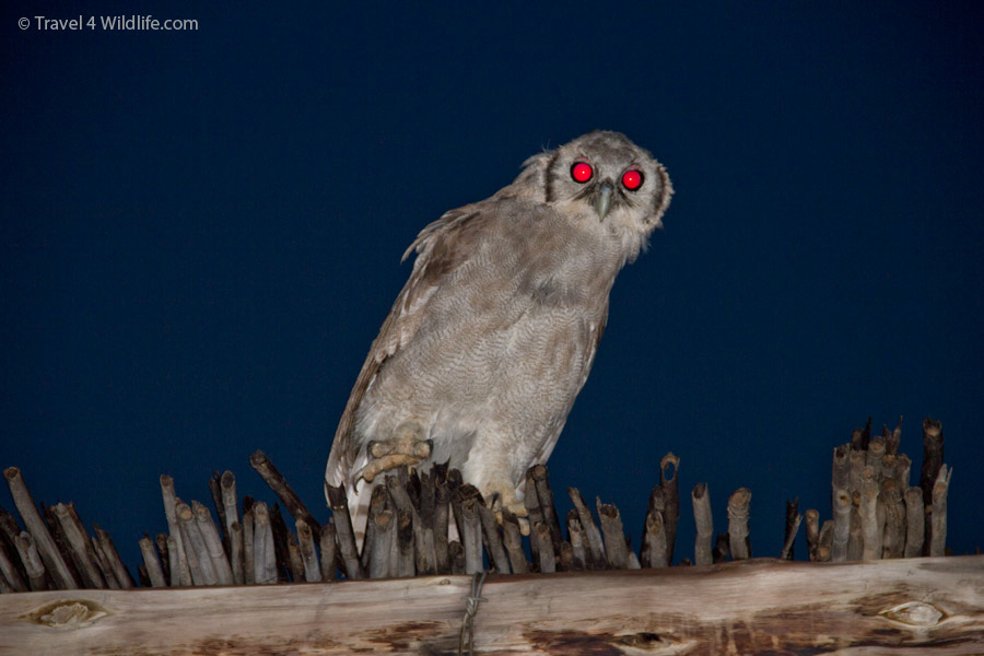 Verreaux's Eagle owl sitting on top of our chalet