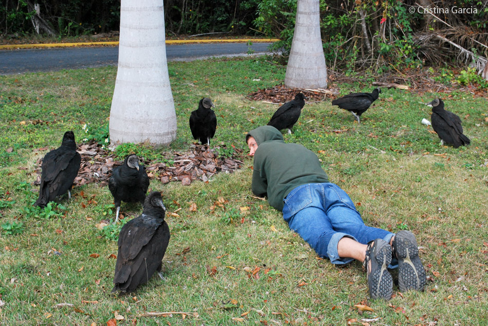 Black vultures surrounding a person laying down