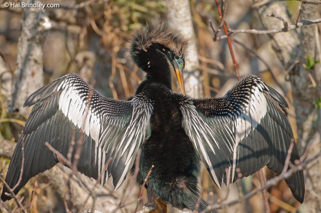 Anhinga sunning with wings open