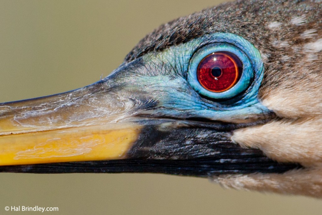 Closeup of an anhinga face.