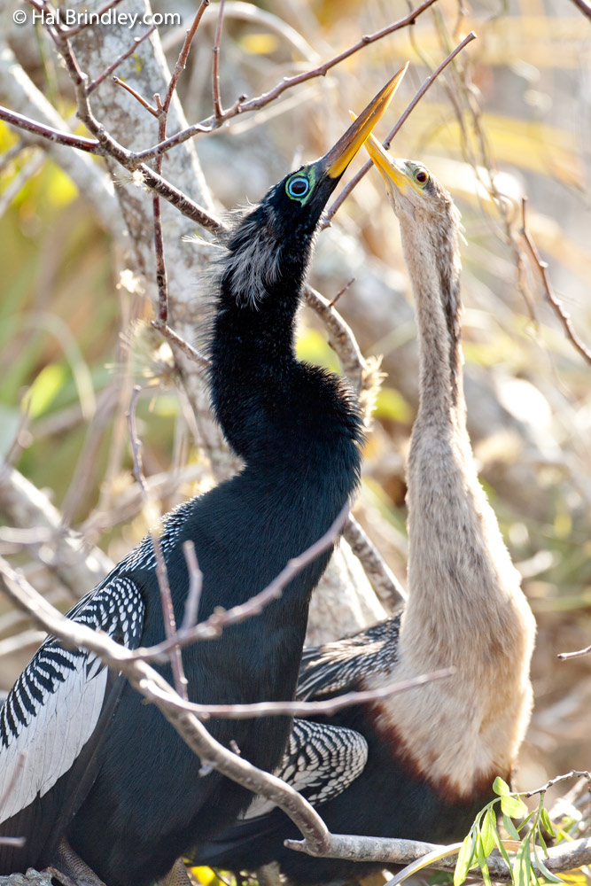 anhinga travel