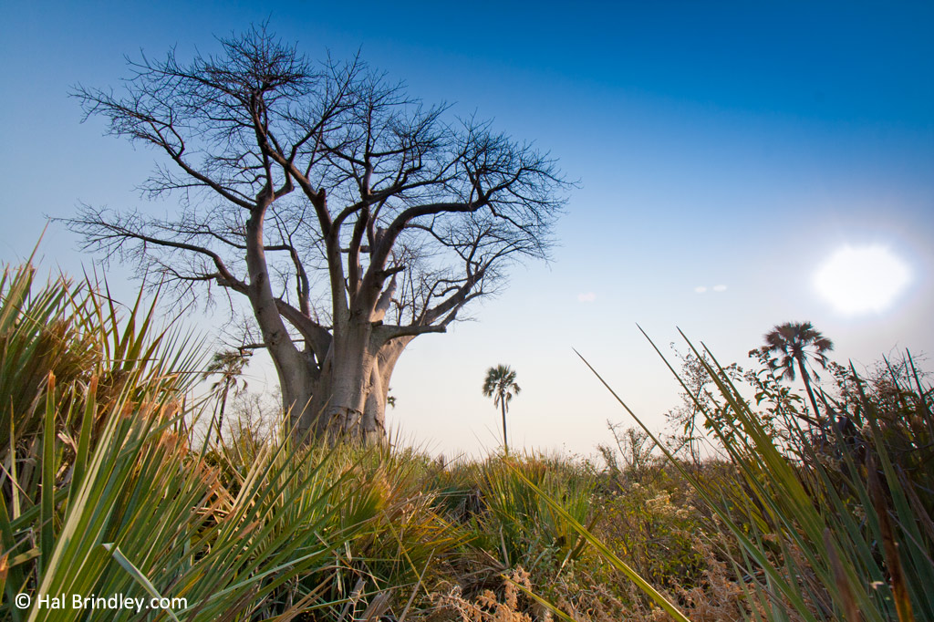 A baobab tree 