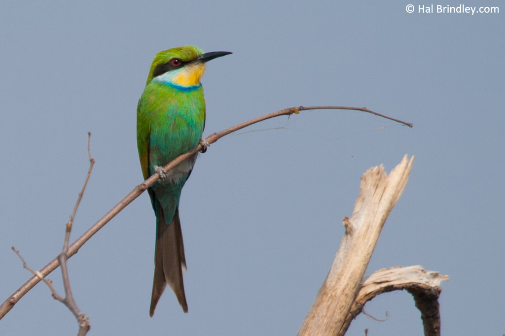 Swallow-tailed Bee-eater perched on a branch