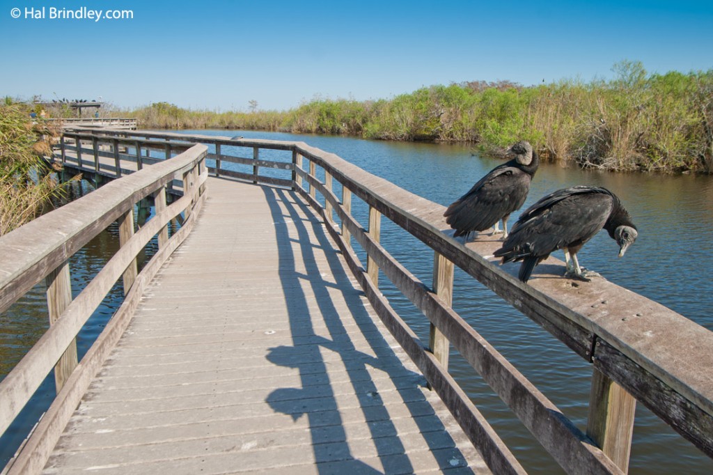 Black vultures perched along the boardwalk.