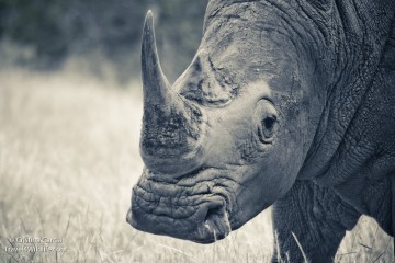 White rhino in Kruger, South Africa