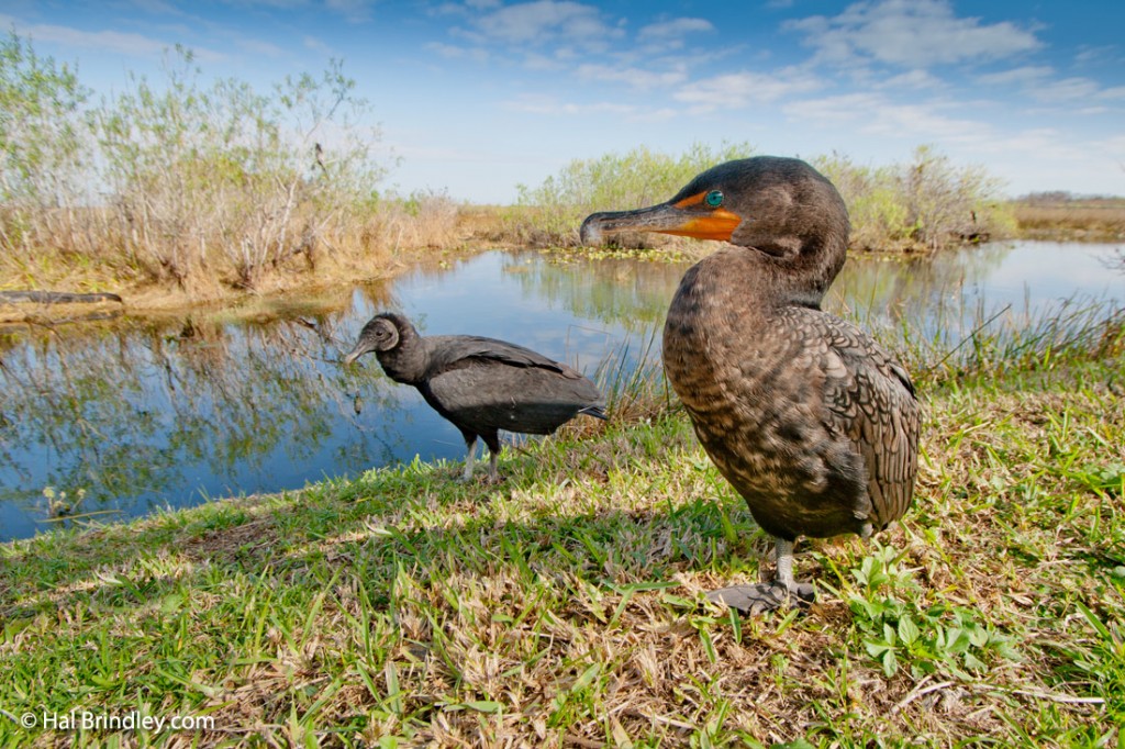 Cormorant and black vulture by a channel.